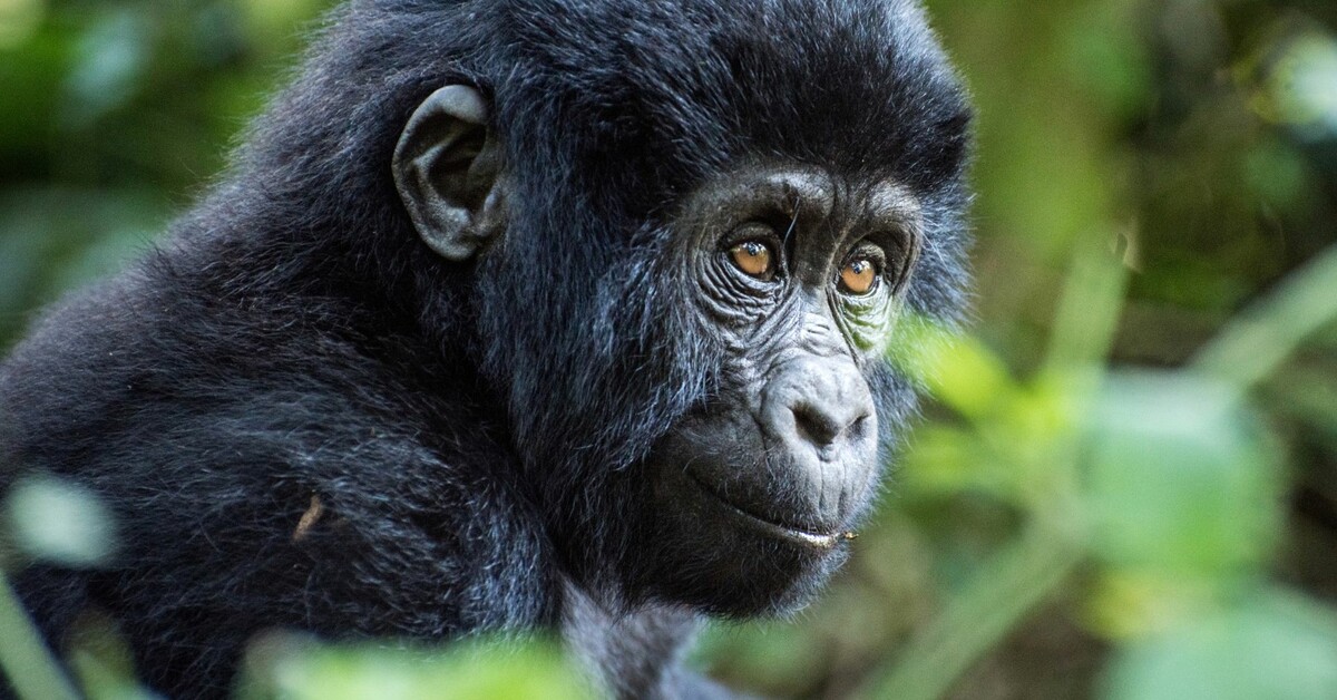 Adopt a Gorilla  Symbolic Adoptions from WWF